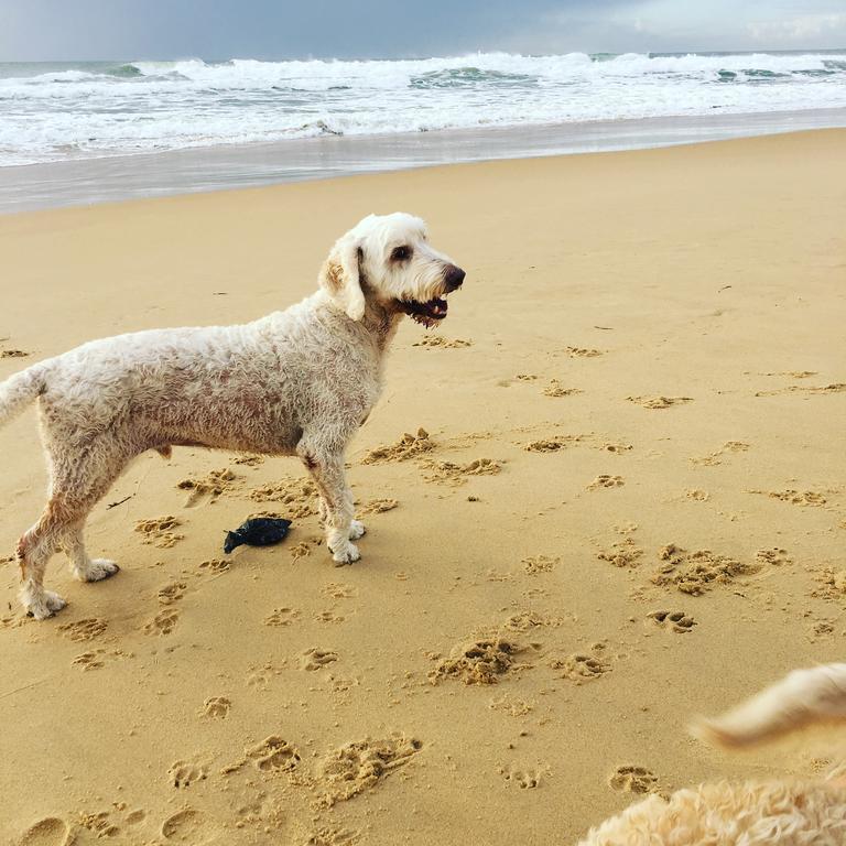 Saltwater Villas - Pet Friendly Accommodation Мулулаба Екстериор снимка